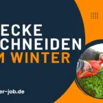 Hecke schneiden im Winter bei frostfreiem Wetter.