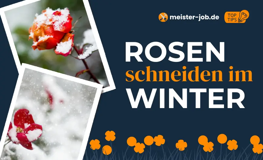 Ein Gärtner schneidet Rosen im Winter mit einer scharfen Gartenschere.