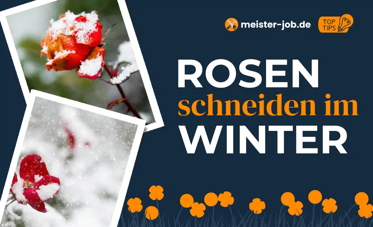 Rosen schneiden im Winter: Ein Gartenliebhaber kürzt die Zweige einer Strauchrose im verschneiten Garten.